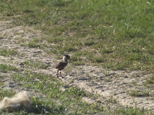 Lapwing chick, Bairnkine, Jedburgh