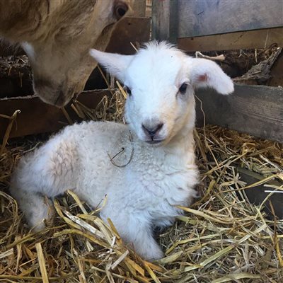 New born lamb, Bairnkine, Jedburgh