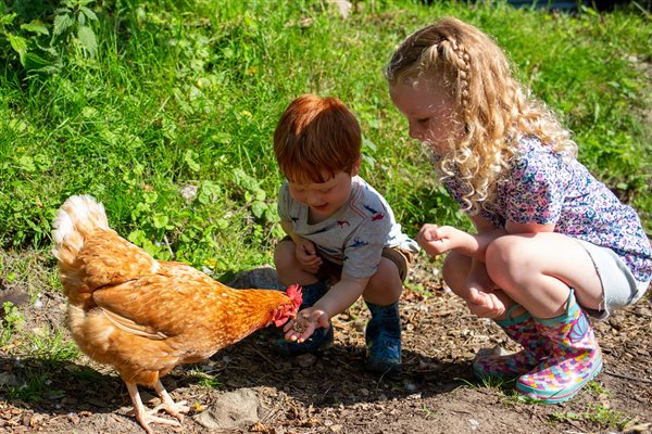 chicken feeding