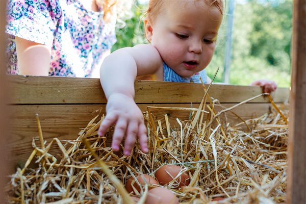 Collecting eggs