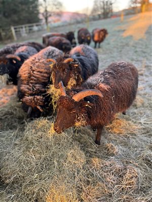 Meet the Flock