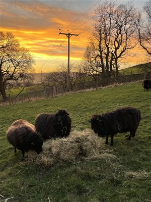 Hay time