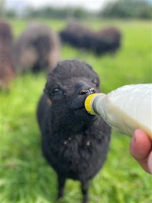 Milk Time