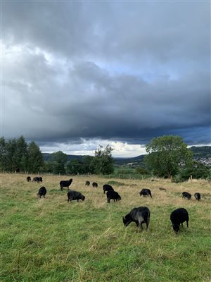 Sheep in the wedding field