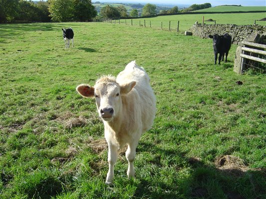 Jersey Calf at Shaw Farm