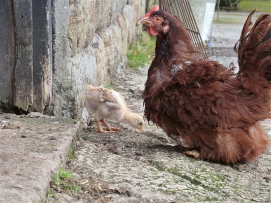 One of our free range chickens with a chick