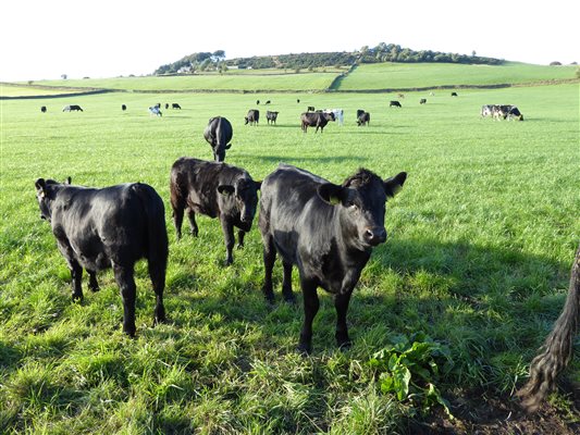 The beef cattle at Shaw Farm