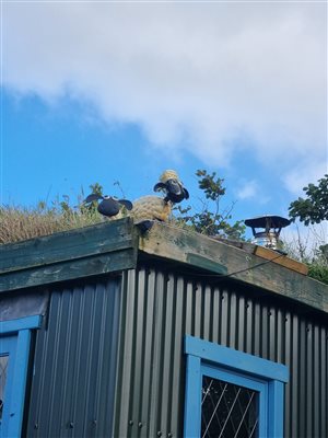 Drover's Hut lookout 