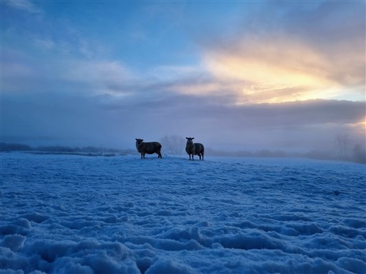 Sheep in the snow