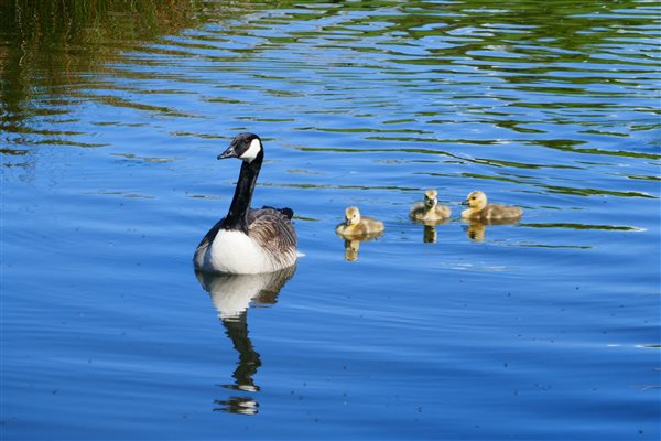 Little Goslings out for a swim in the pond