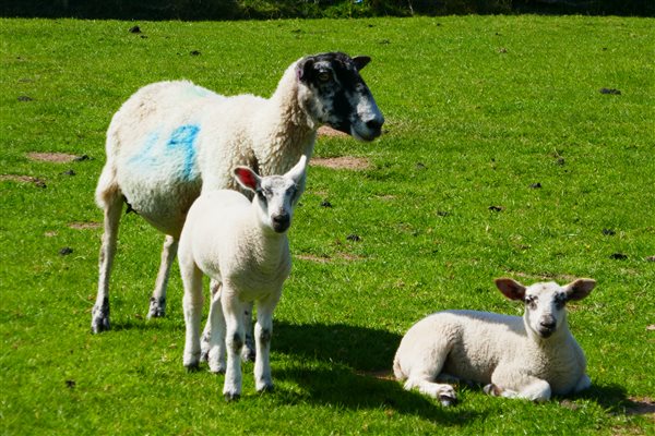 Enjoy watching the sheep and horses grazing in the surrounding fields 