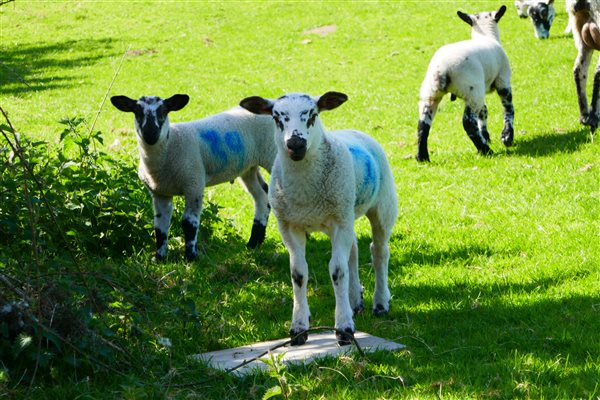 Enjoy watching the livestock in the fields 