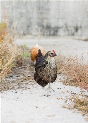 Chicken