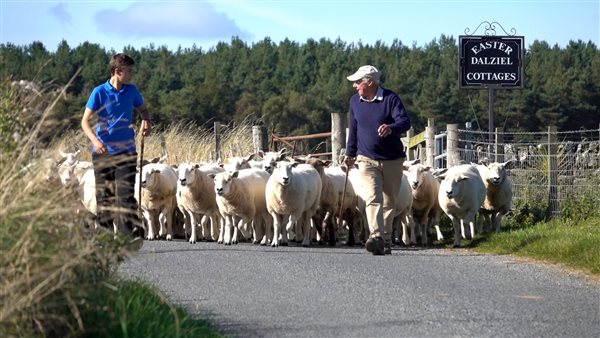 The farms sheep getting moved to new grazing.