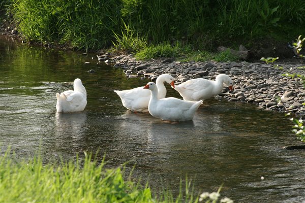 Geese