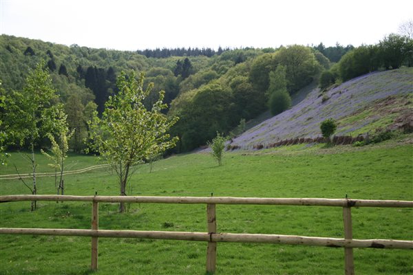 Bluebells