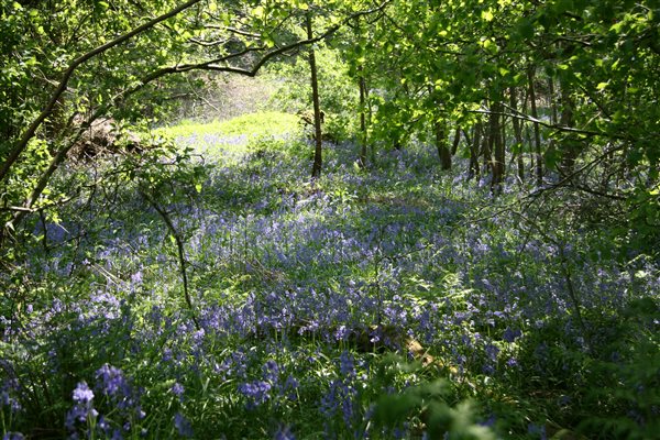 Bluebells