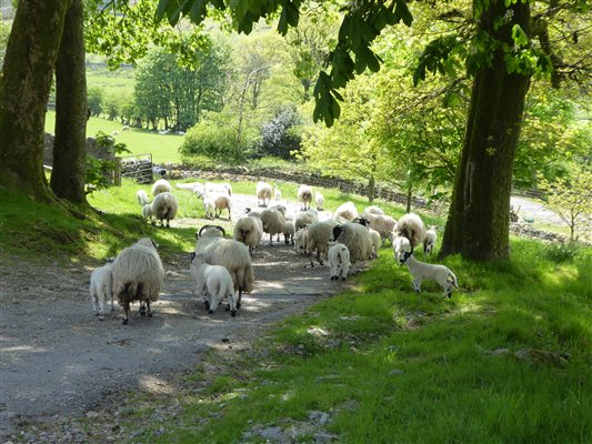 sheep in yard