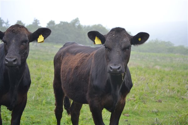 Our Aberdeen Angus cattle