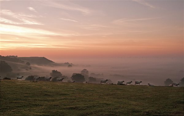 Sheep at dawn