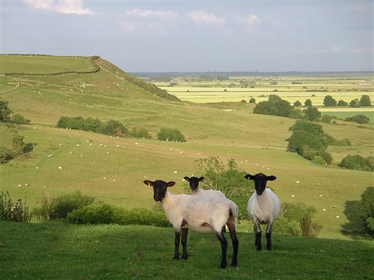 View from Farm