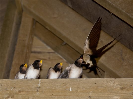 Swallows feeding