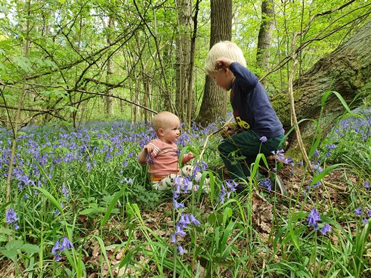 Woodland Walk