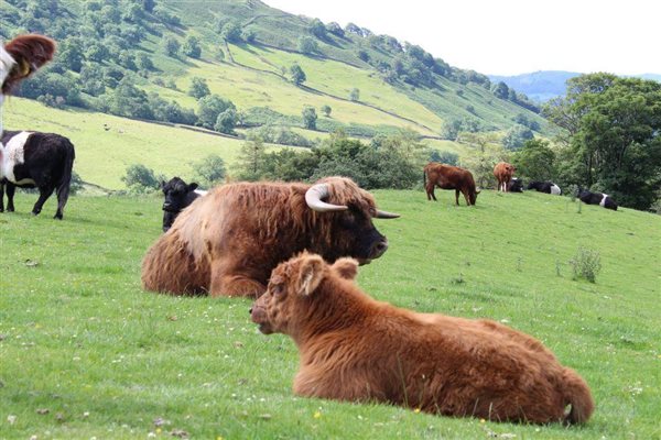 Highland Cattle