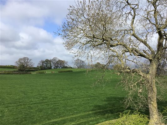 green fields to the north