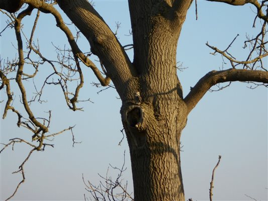 garden wildlife little owl