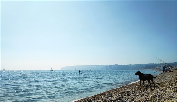 dog friendly beaches