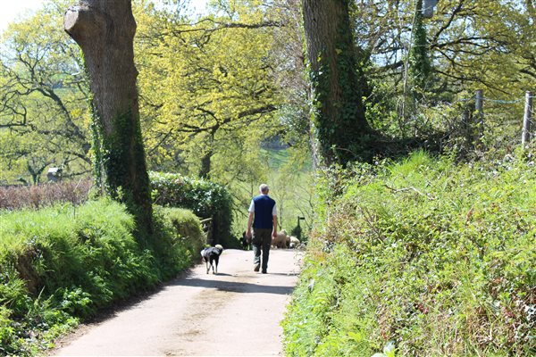 country lane