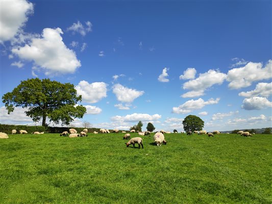 ewes and lambs