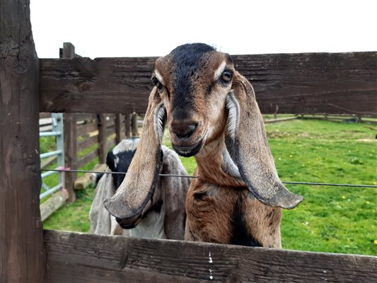 Animal Feeding at Glynn Barton