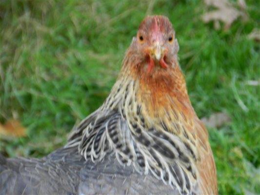 Collecting eggs at Glynn Barton