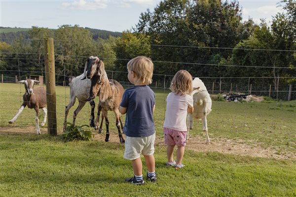 Animal Feeding at Glynn Barton