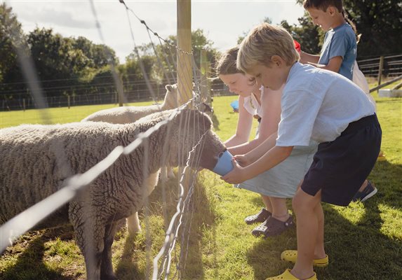 Animal Feeding