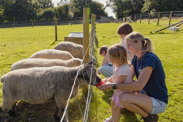 Animal Feeding the Sheep