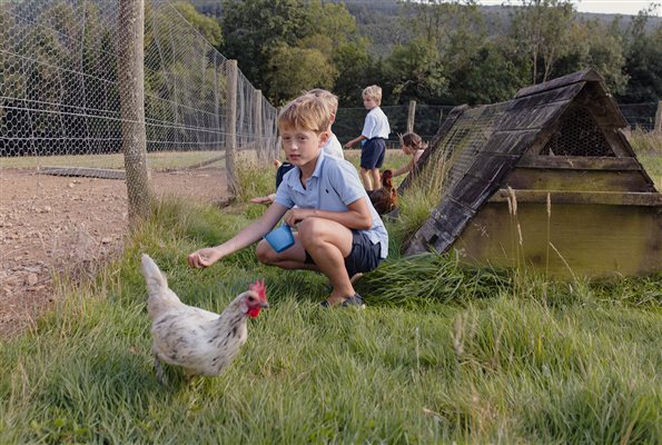 Feeding the Chickens at Glynn Barton