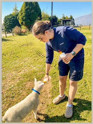 bottle feeding baby lambs at Snowdonia Holidays Tyddyn du Farm Eryri, Accommodation near Snowdon in North Wales Snowdonia National Park. pet friendly. stay on a farm cottage