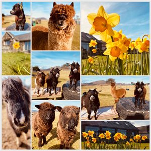 Snowdonia Holidays ~ Tyddyn du Farm