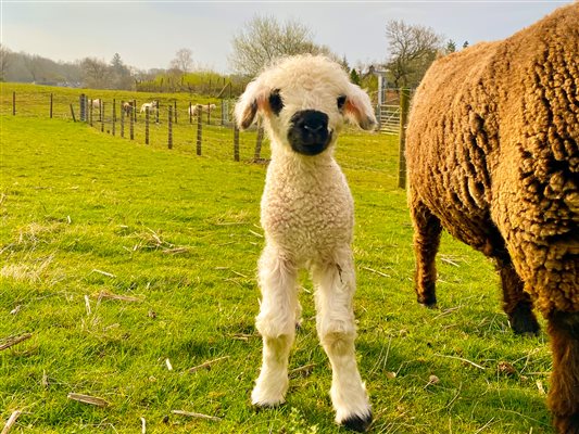 cute baby lamb valais x ryeland at snowdonia holidays tyddyn du farm. accommodation close to snowdon. Dog friendly cottages in Eryri Snowdonia National Park. Luxury suites with jacuzzi bath and sunset views in north wales