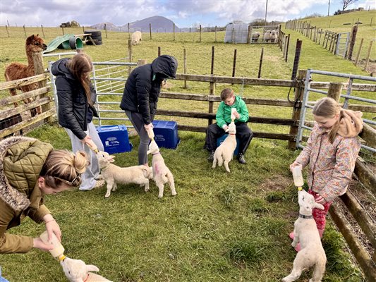 lamb feeding time at Snowdonia Holidays Tyddyn Du Farm. Dog friendly accommodation close to Snowdon ad Zip World in North Wales