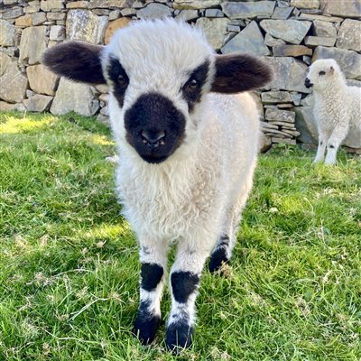 cute lambs at Snowdonia Holidays Tyddyn du Farm. Dog Friendly accommodation close to Snowdon zip world, mountain biking, hiking and Eryri beaches and attractions, cosy romantic cottages and family self catering on a farm North Wales. Uk.