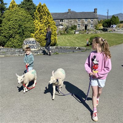 Taking the lambs for a walk at Snowdonia Holidays Tyddyn du Farm Eryri, dog friendly accommodation close to Snowdon and Zip World. North Wales UK