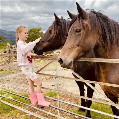 Welsh cobs Seren & Mali at Snowdonia Holidays Tyddyn du farm. Dog friendly accommodation in central Eryri. Hotels close to Snowdon North Wales, luxury self catering cottages