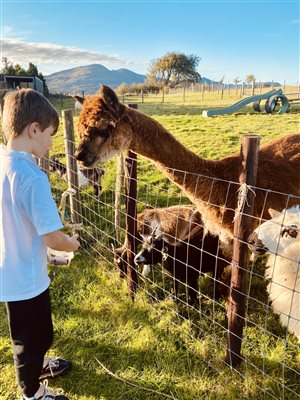 Feeding the friendly farm animals at Snowdonia Holidays Tyddyn du Farm, hotel accommodation close to Snowdon, central location in Snowdonia Eryri, dog friendly self catering cottages in North Wales