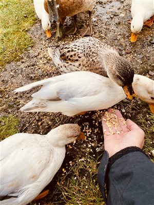 cute ducks at Snowdonia holidays Tyddyn Du farm, dog friendly accommodation close to Snowdon, self catering cottages in North Wales Eryri central to all of Snowdonia