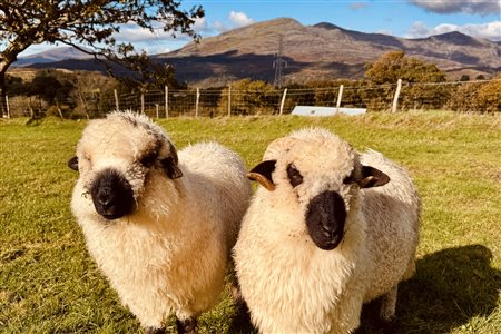 Snowdonia Holidays ~ Tyddyn du Farm