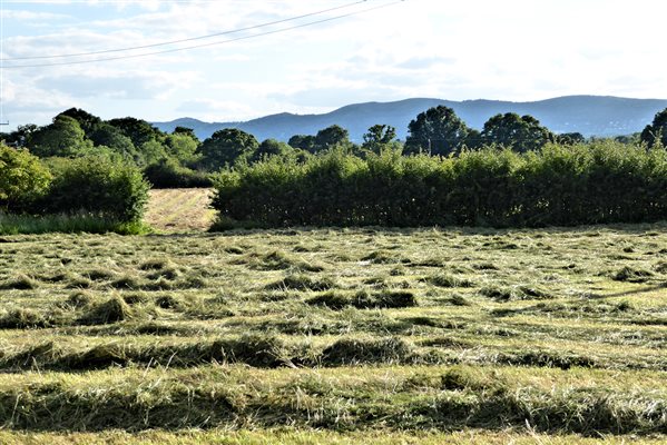 cut hay